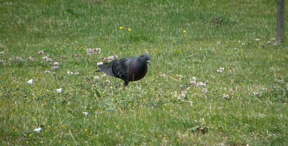 Pigeon on Grass alt