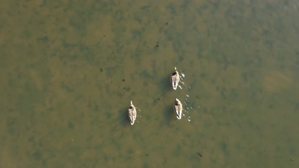 Three male Mallard ducks Anas platyrhynchos swimming in a shallow pool at a slow relaxing pace alt