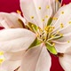 Almond Blossom Timelapse on Red - VideoHive Item for Sale