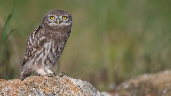 Young little owl (Athene noctua) stands on a stone, looks at the camera, crouches and shakes