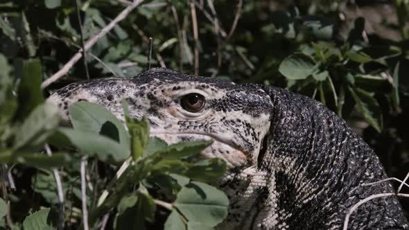Asian water monitor peeking through foliage alt