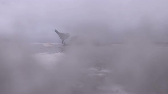 Crows Eating Dead Seal Seen Through the Foam Cloud on the Donegal Coast of Ireland alt