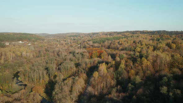 AERIAL: Autumn Season with Forest and Trees With Golden Leaves with Blue Sky in Background alt