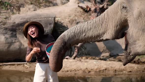 Slow motion of a female traveler playing and feeding food for an elephants by the river