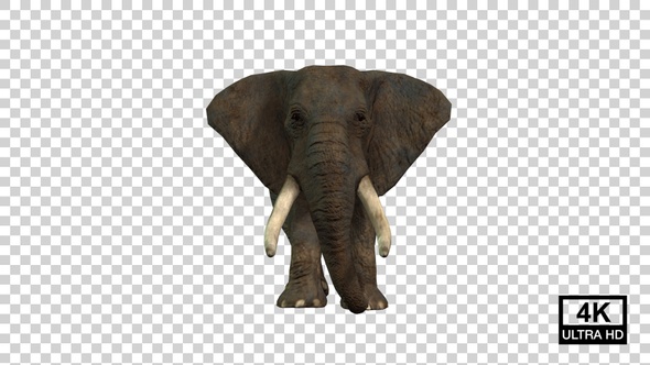 Elephant Runing Front View alt