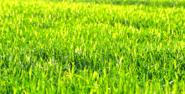 Green Grass 1