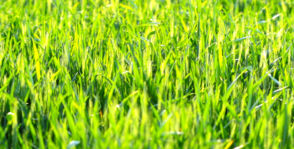 Green Grass 2