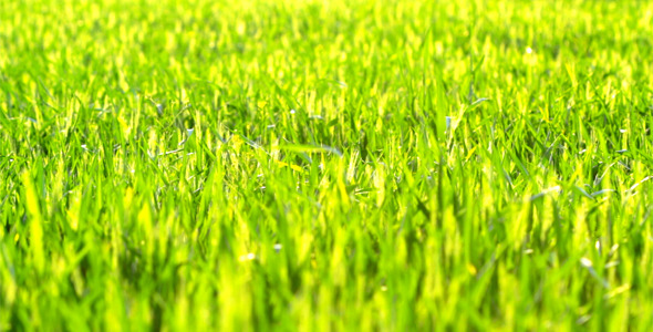 Green Grass 3