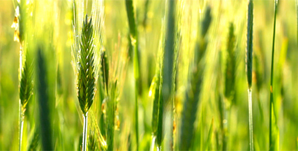 Ears Of Wheat 1
