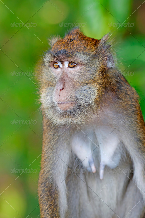 Macaque Monkey - Stock Photo - Images
