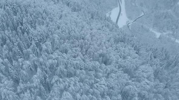 Aerial shot: spruce and pine winter forest completely covered by snow. alt