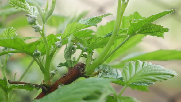 Green Leaves on Raspberry Bush