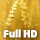 Wheat Field Pack (4 shots) 1 Wheat Field Pack (4 shots) 1 - VideoHive Item for Sale