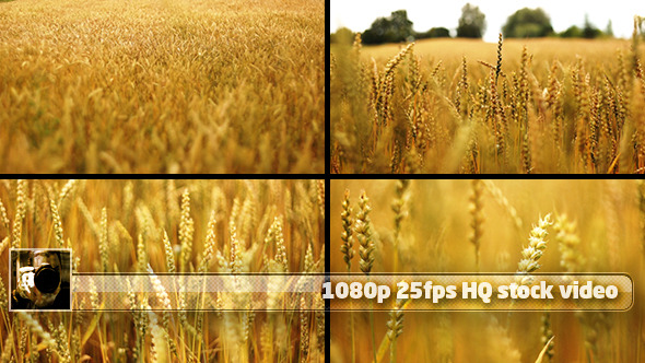 Wheat Field Pack (4 shots) 1