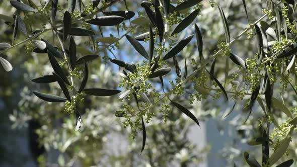 Olive Tree Leaves alt