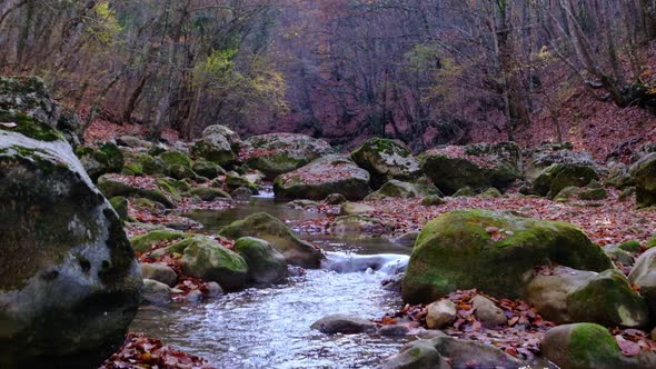Maple and Oak Leaves Float in Water That Reflects the Sky and Trees alt
