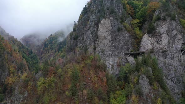 Foggy mountain forest