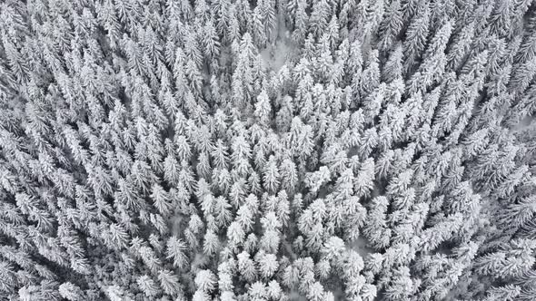 Drone view of beautiful winter scenery with pine trees covered with snow. Background and textures.
