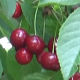 Juicy Summer Cherries in the Wind - VideoHive Item for Sale