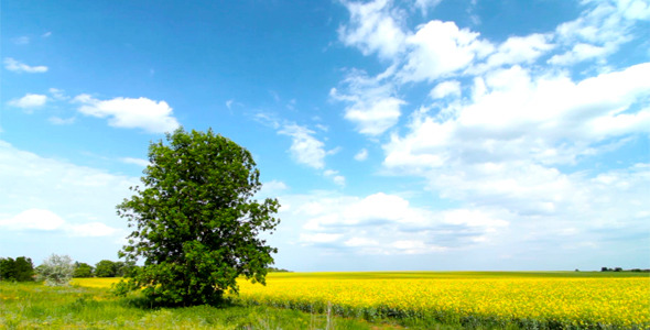 Canola Field And A Cloudy Sky 3