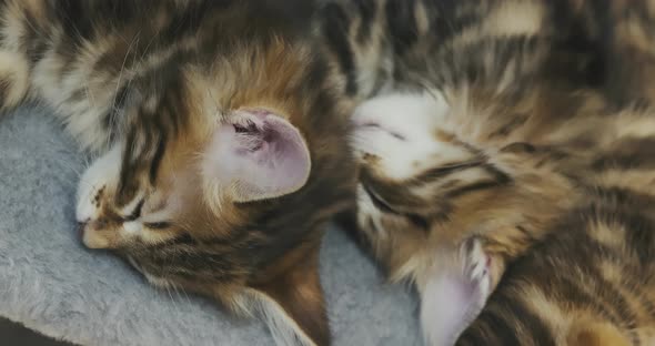Little Kittens Sleep Comfortably Together Hugged and Curled Up