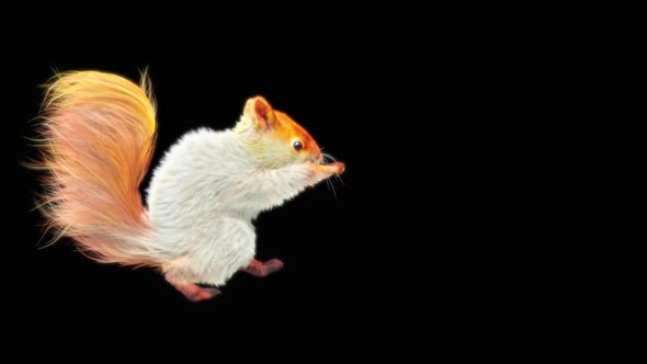 71 White Squirrel Dancing HD alt