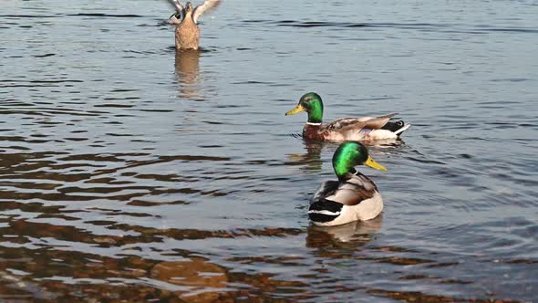 Ducks Eating at the River Bank