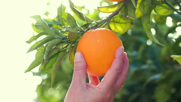 A man's hand checks the ripeness of oranges in an orange grove