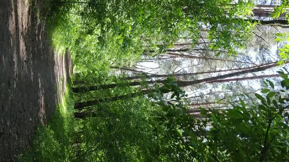 Vertical Video Aerial View Inside a Green Forest with Trees in Summer alt