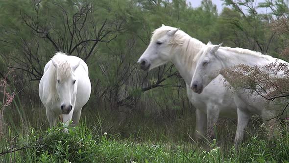 750498 Camargue Horse, Saintes Marie de la Mer in The South of France, Real Time alt