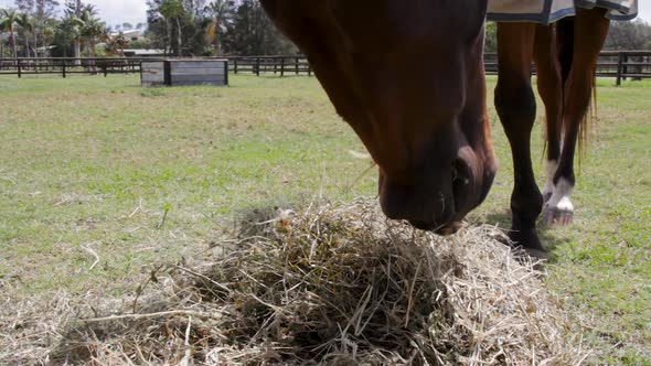 A close up view of horses with horse jackets on eating hay at a farm yard alt