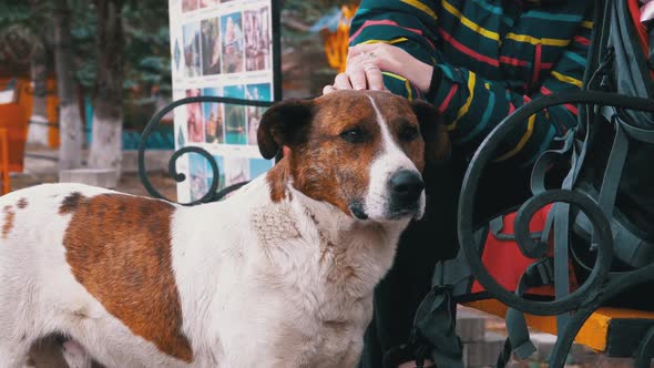 Girl Stroking a Homeless Dog Near a Bench in the City Park. Sad Dog Muzzle alt