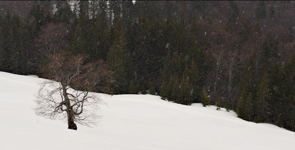 Snowing In Slow Motion alt