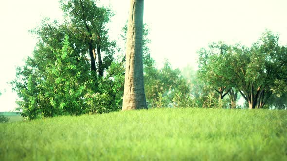 Vibrantly Green Park Space Deserted Due to the the Covid 19 Lockdown alt
