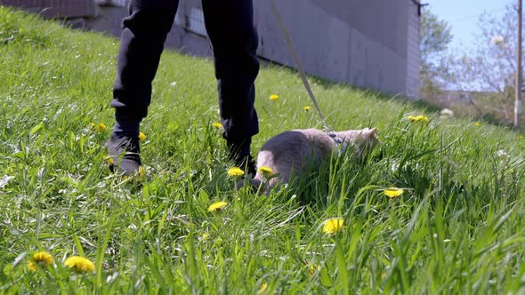 Child Walking a Large Gray Domestic Cat on a Leash Outdoors on Green Grass alt