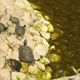 Turtles - VideoHive Item for Sale