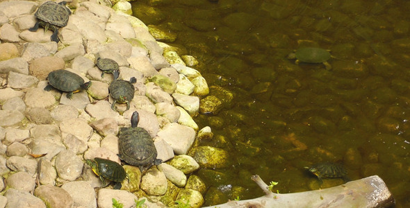 Turtles