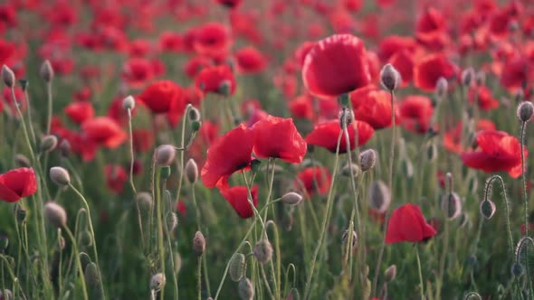 Closeup of Red Poppy Flower in Field at Sunset Slider Shot alt