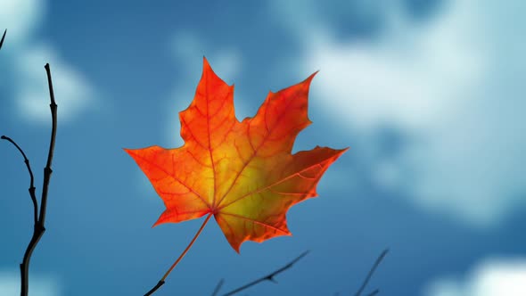 Wind Rips Last Maple Leaf From Branch And Carries It Into Blue Sky alt