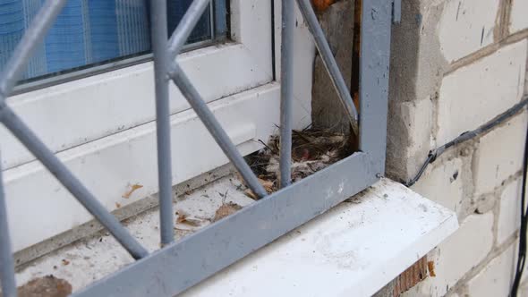 Newborn Chicks in the Nest Hungry Baby Birds of Swallows Open Yellow Mouths alt