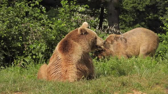 Real Wild Bear In Natural Habitat Among The Trees In The Forest alt