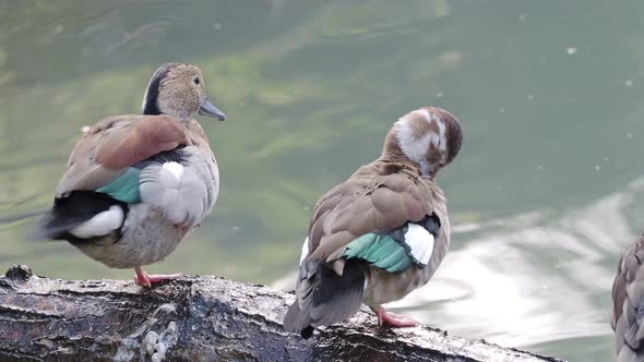 Ringed teal (Callonetta leucophrys) cleans its feathers