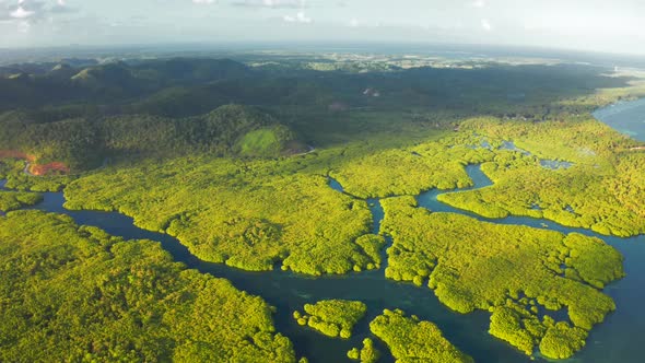 Aerial Top View of Amazon Rainforest and River in Brazil alt