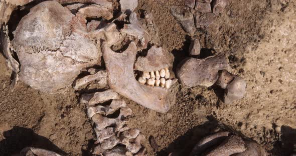 Skulls and Bones of People in the Ground Work of the Search Team at the Site of a Mass Shooting of