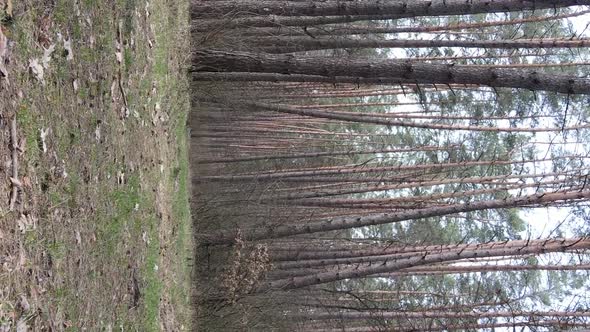 Vertical Video of Trees in a Pine Forest Slow Motion alt