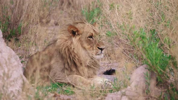 Incredible full shot of an adult male lion resting in the tall grass in the savanna landscape. alt