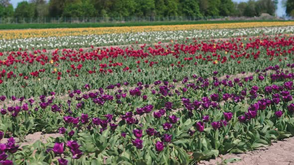 View of tulip rows in summer time