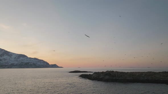 Aerial shows big number of seagulls in vibrant sunset sky, arctic coastline alt