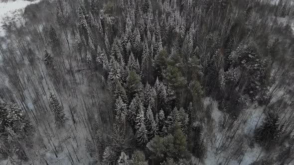 Taiga Forest Under Snow