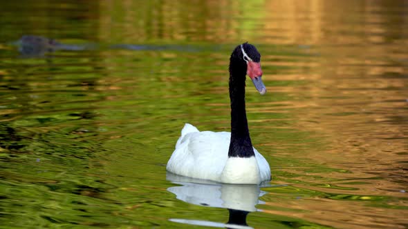 Two adult black-necked swans swimming peacefully on a pond on its natural habitat alt